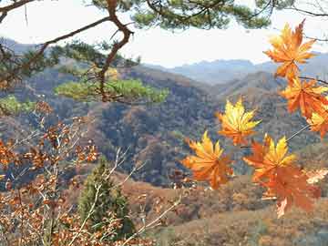 弋家村委会最新领导概览