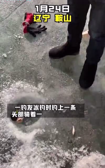 男子钓鱼意外钓出金蟾抱鱼，好运连连的背后藏着什么？