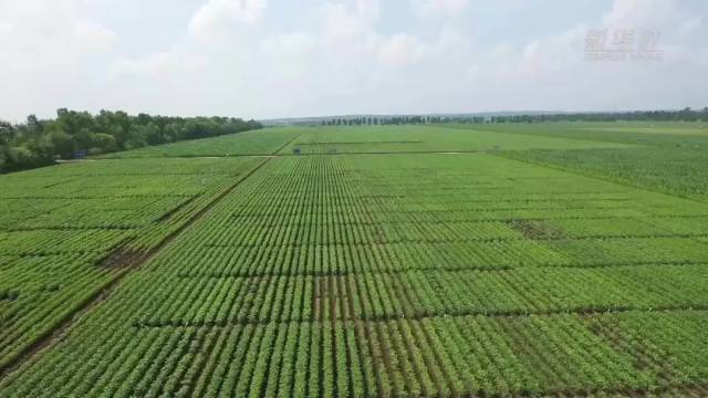 鸭绿河农场最新项目，绿色农业的未来之路